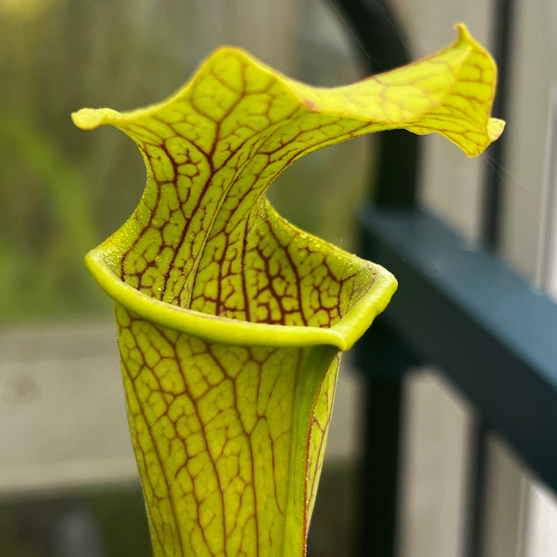 Sarracenia 'Veiny Thing'