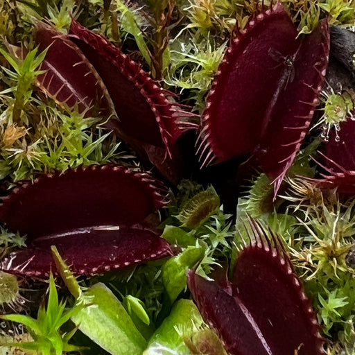 Dionaea Muscipula Royal Red