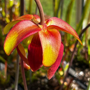 Sarracenia 'Tarn'