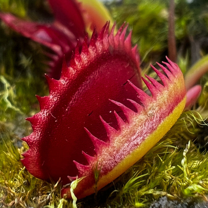 Dionaea Muscipula Coq Couche