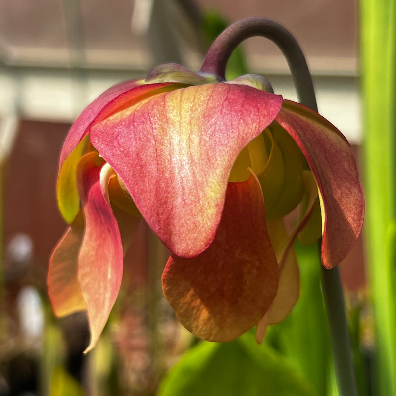 Sarracenia leucophylla Red & White, Pink Flowers (Citronelle, Alabama) MK-L39a