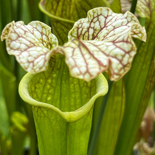 Sarracenia × moorei (MK-F117 X MK-L20a) MK-H221