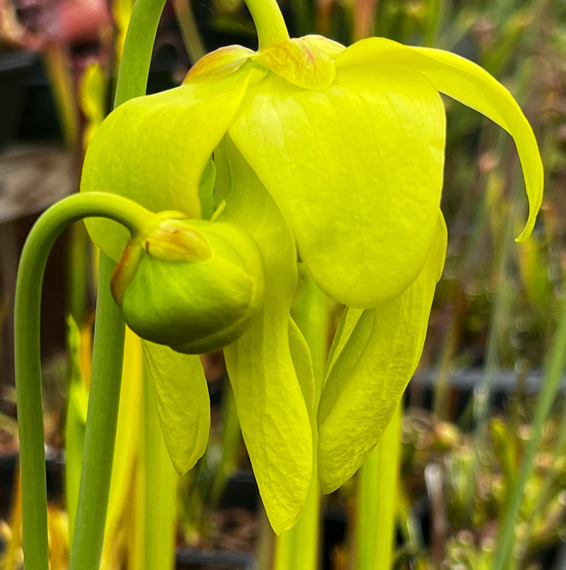 Sarracenia flava var. flava - Giant (Green Swamp, North Carolina) MK-F228