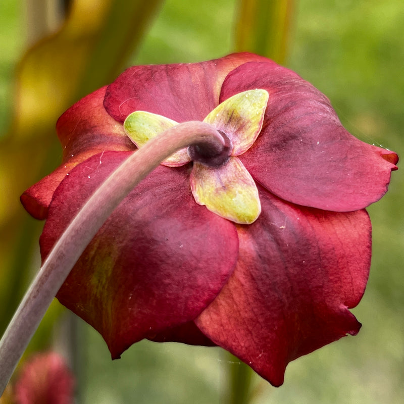 Sarracenia × moorei (Conecuh National Forest, Alabama) MK-H362