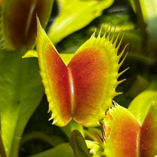 Dionaea muscipula 'Giant Form' - Trevor Cox