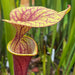 Sarracenia oreophila X flava var. ornata 'Chou-Necktie' No. 20 MK-H287