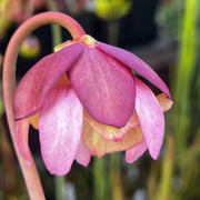 Sarracenia purpurea subsp. venosa var. burkii Eglin Airforce Base