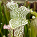 Sarracenia Leucophylla L104 X Hurricane Creek White