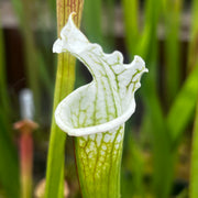 Sarracenia leucophylla var. alba - Christian Klein