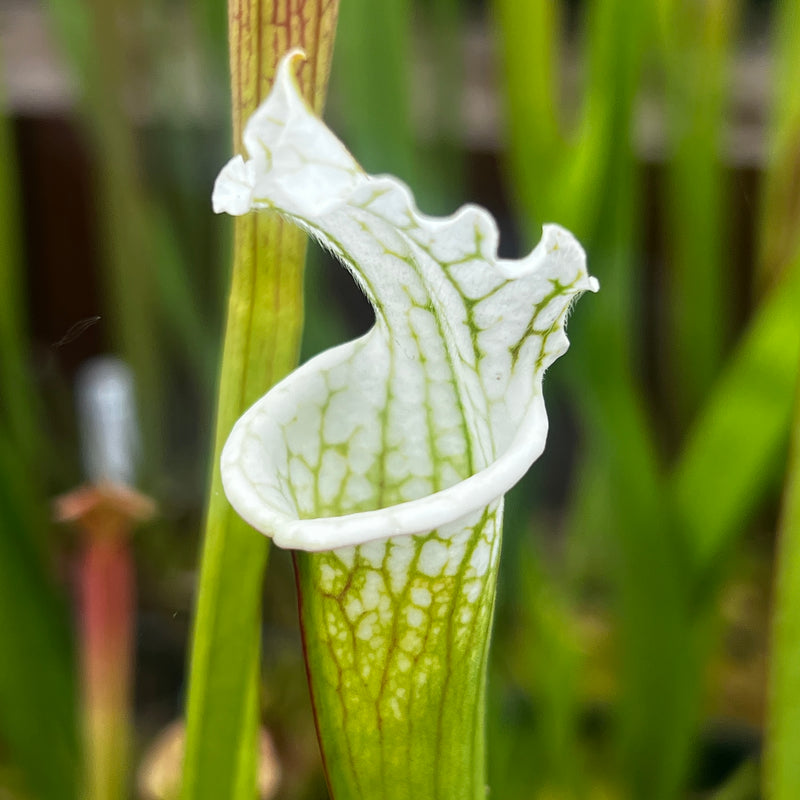Sarracenia leucophylla var. alba - Christian Klein