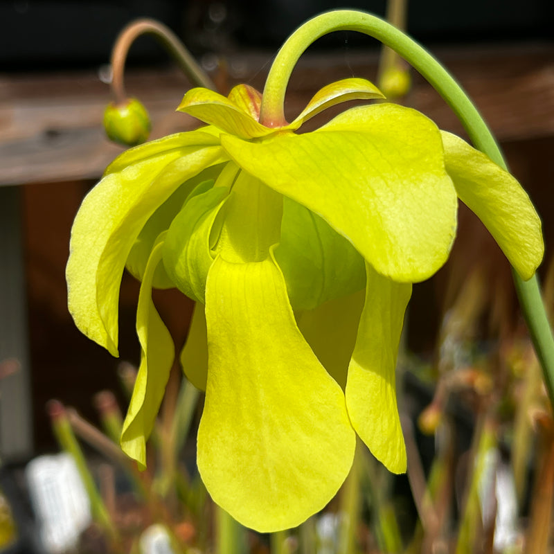 Sarracenia alata 'Black Flag'