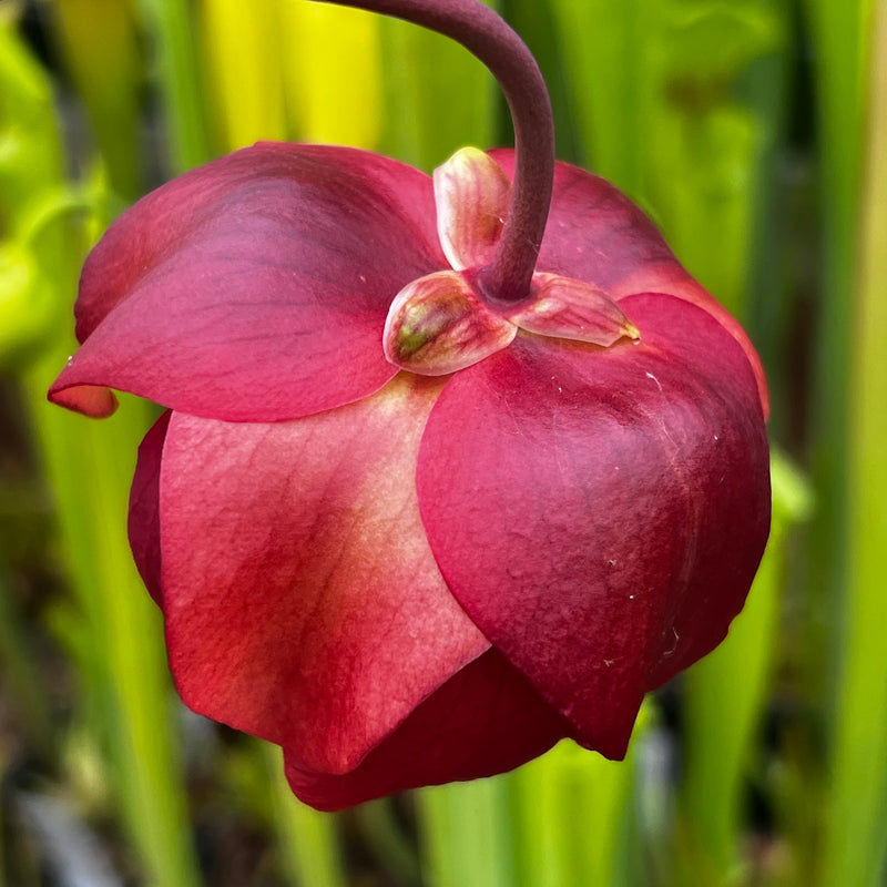Sarracenia 'Max Rawlings'