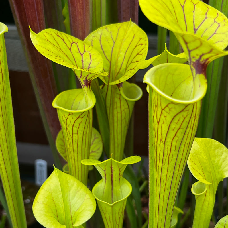 Sarracenia flava var. ornata (Dinwiddie County, Virginia)