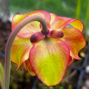 Sarracenia × moorei 'Praetorian Guard'