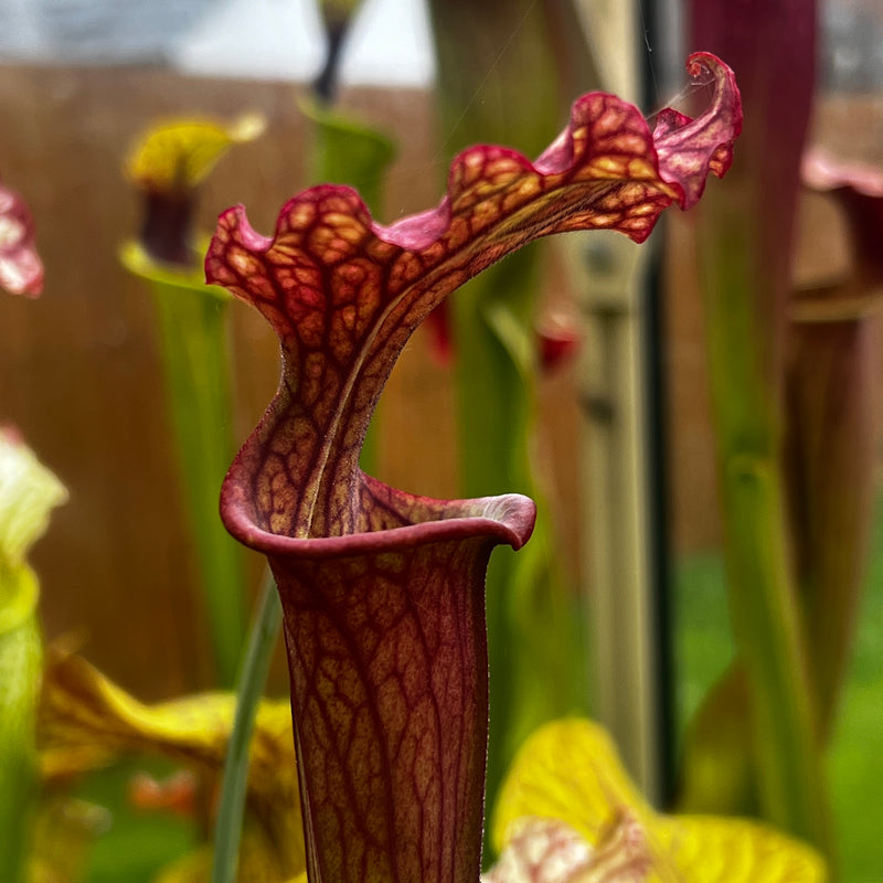 Sarracenia × moorei - Mike King Unknown 2021 A