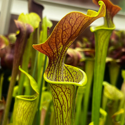 Sarracenia alata 'Black Flag'