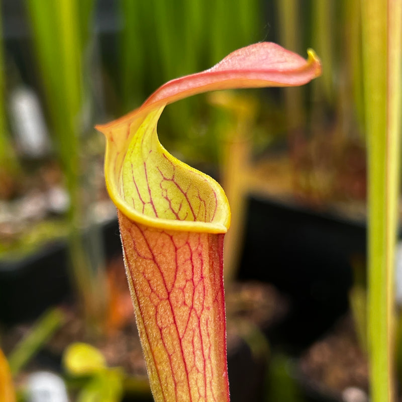 Sarracenia rubra subsp. wherryi - Chatom Giant (Washington County, Alabama)