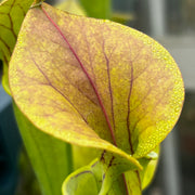 Sarracenia flava var. cuprea (Santee Coastal Reserve, South Carolina)