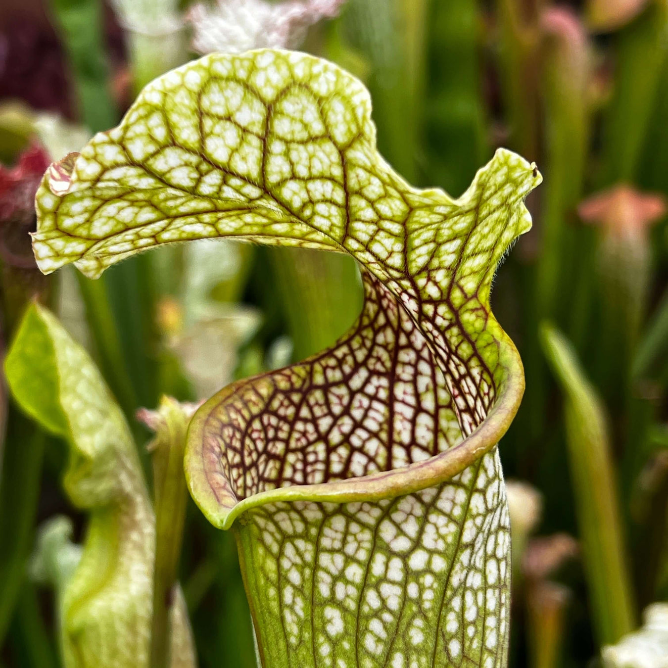 Sarracenia leucophylla