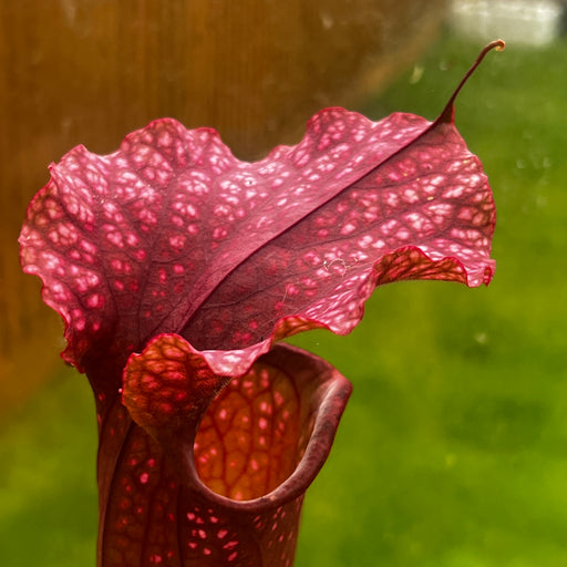Sarracenia 'Max Rawlings'