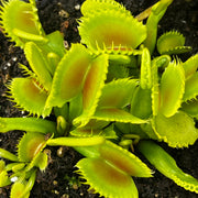 Dionaea muscipula 'Chinese Dumpling'