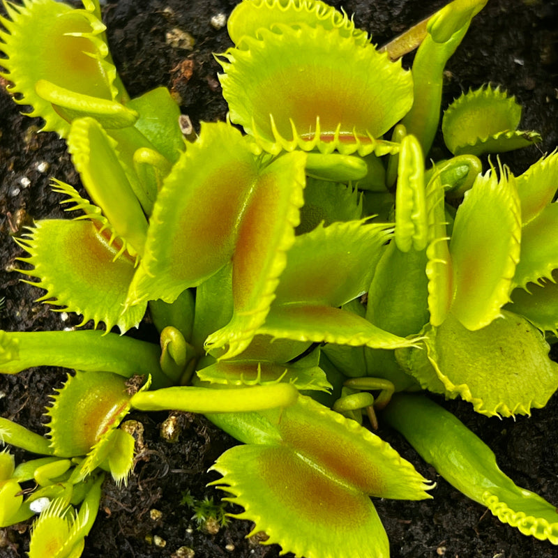 Dionaea muscipula 'Chinese Dumpling'