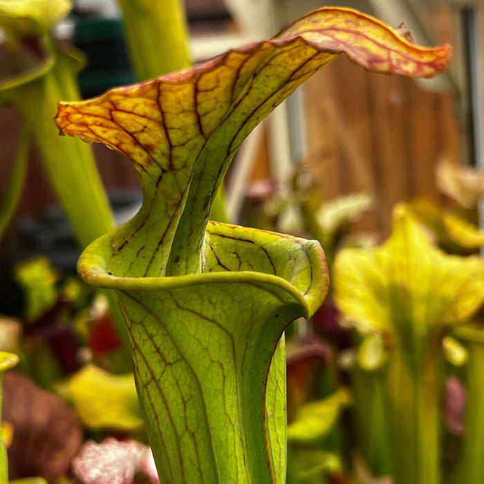 Sarracenia × Moorei Brooks Hybrid X Flava Var. Ornata