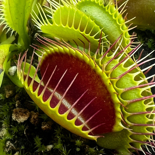 Dionaea Muscipula A2