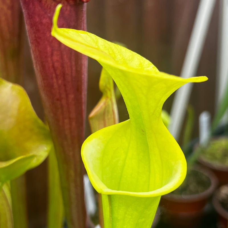 Sarracenia flava var. cuprea (Pender County, North Carolina) MK-F173
