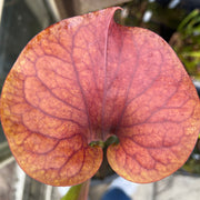 Sarracenia flava var. atropurpurea - All Red Form (Blackwater River State Forest, Florida) MK-F27B