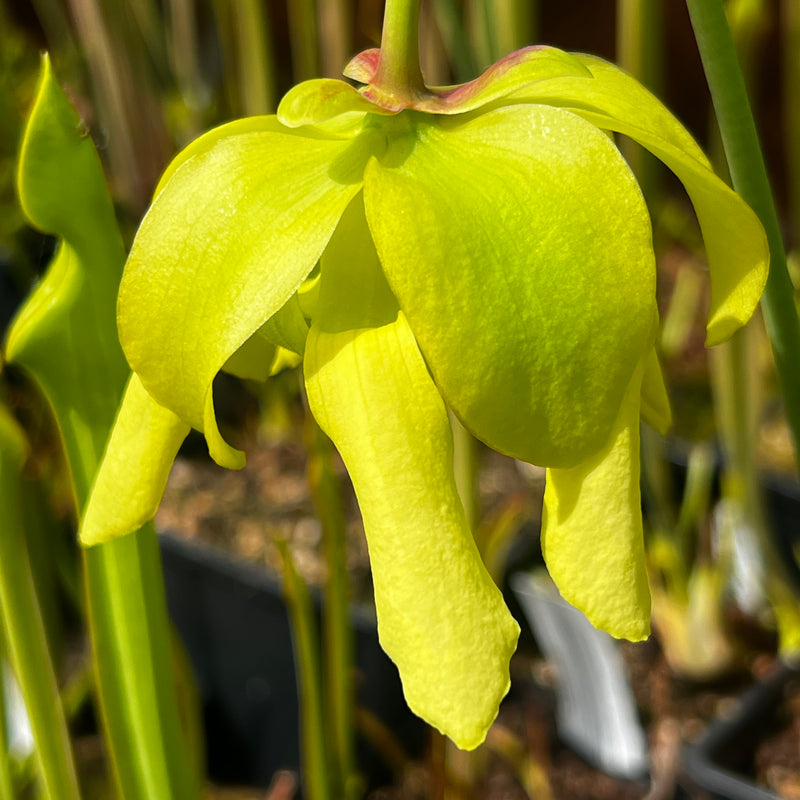 Sarracenia flava var. rugelii (Blackwater National Park, Florida)