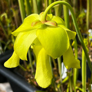 Sarracenia flava var. rugelii (Milton County, Florida)