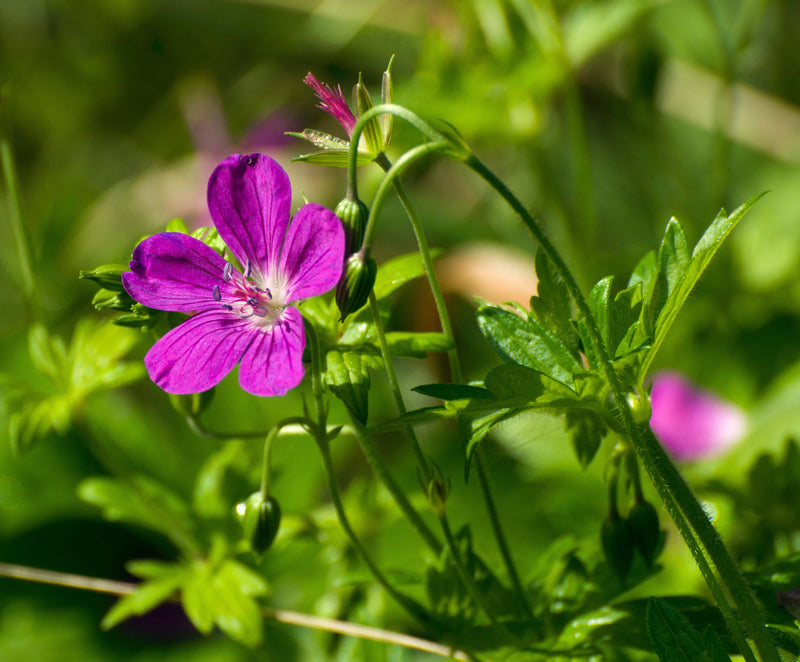 geranium palustre marginal pond plants bp042