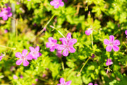 geranium palustre marginal pond plants bp042