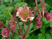 geum rivale water avens marginal pond plants mp038