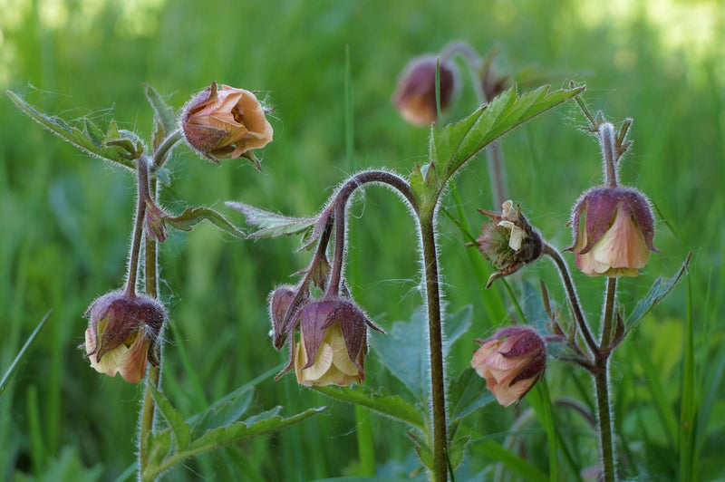 geum rivale water avens marginal pond plants mp038