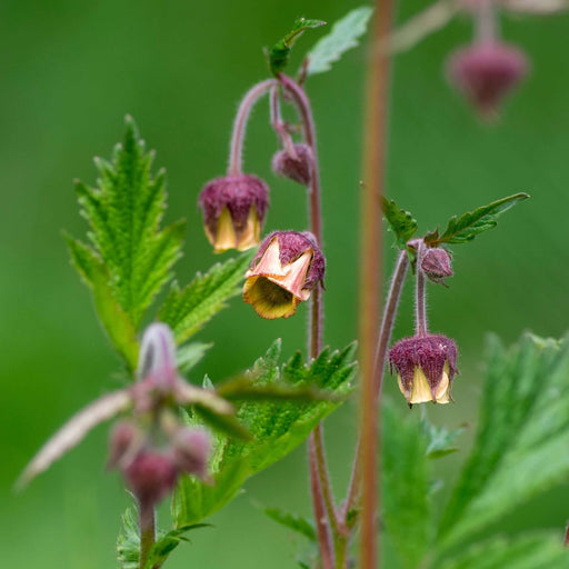 geum rivale lemon drop marginal pond plants mp039