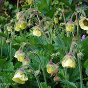 geum rivale lemon drop marginal pond plants mp039