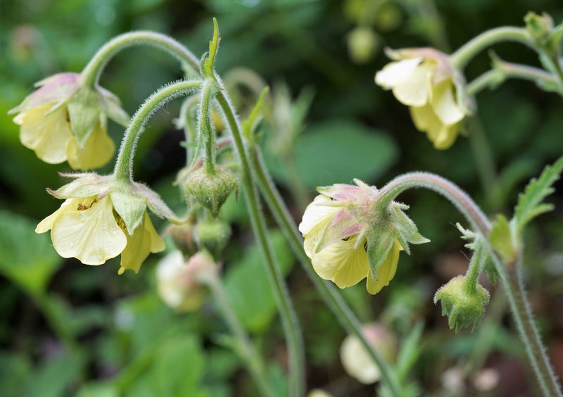 Geum 'Lemon Drop'