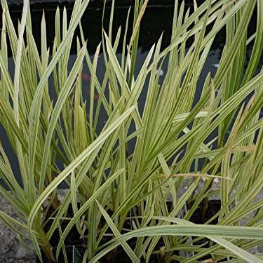 glyceria maxima variegata variegated reed marginal pond plants mp041