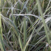 glyceria maxima variegata variegated reed marginal pond plants mp041