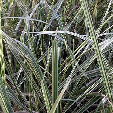 glyceria maxima variegata variegated reed marginal pond plants mp041
