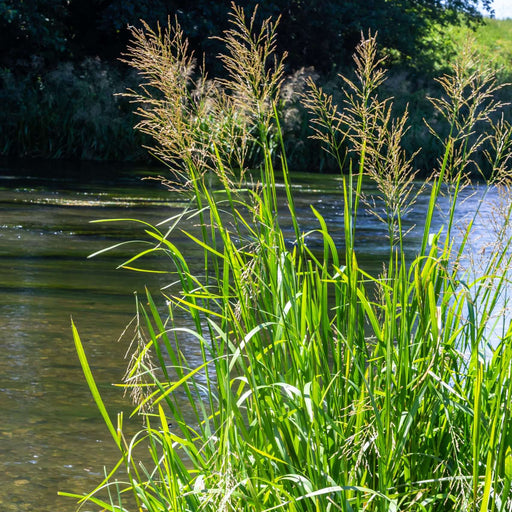glyceria maxima reed sweet grass marginal pond plants mp040