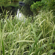 glyceria maxima variegata variegated reed marginal pond plants mp041