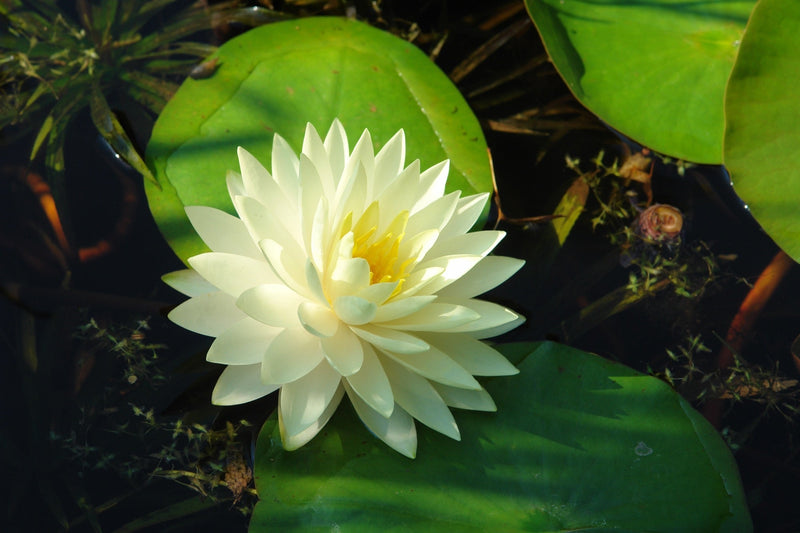 Nymphaea 'Gonnere Snowball'