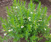 gratiola officinalis summer snowflake marginal pond plants mp042