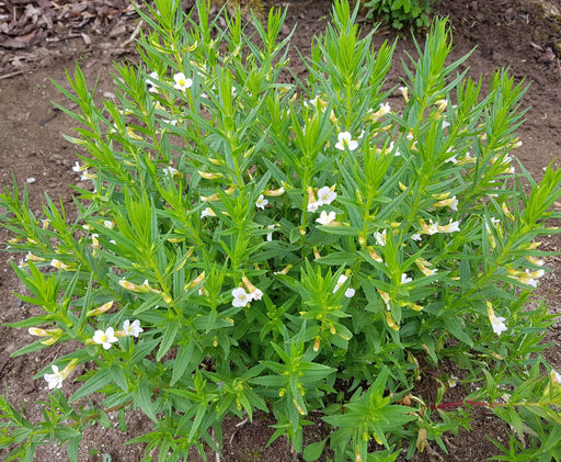 gratiola officinalis summer snowflake marginal pond plants mp042