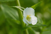 gratiola officinalis summer snowflake marginal pond plants mp042