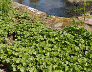 gunnera magellanica devil s strawberry marginal pond plants bp043