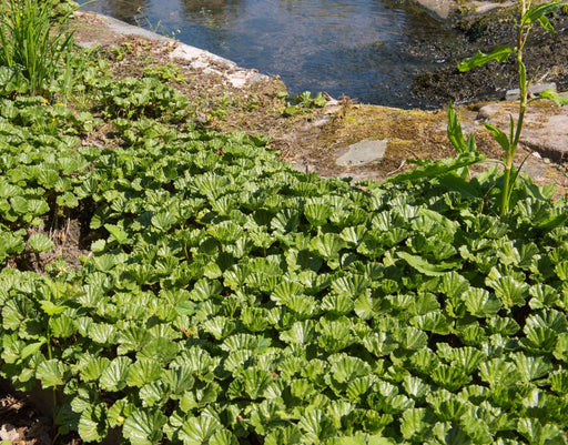gunnera magellanica devil s strawberry marginal pond plants bp043